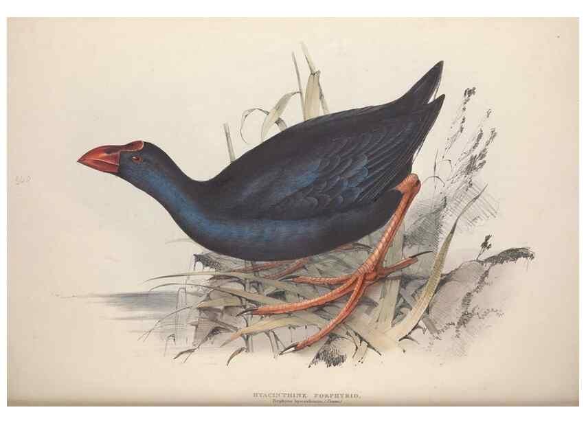 Reproducción/Reproduction 32902767838: The birds of Europe.. London,Printed by R. and J.E. Taylor, pub. by the author,1837.. 