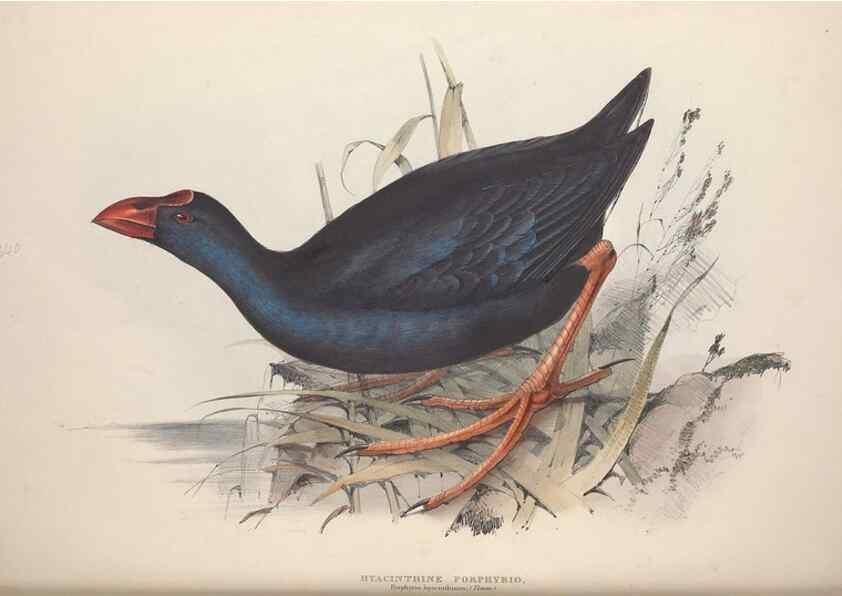 Reproducción/Reproduction 32902767838: The birds of Europe.. London,Printed by R. and J.E. Taylor, pub. by the author,1837.. 