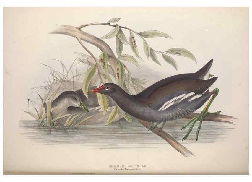 Reproducción/Reproduction 46725725382: The birds of Europe.. London,Printed by R. and J.E. Taylor, pub. by the author,1837.. 