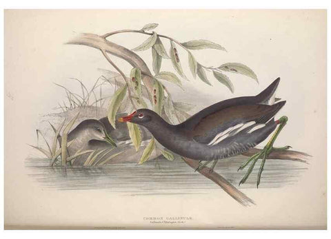 Reproducción/Reproduction 46725725382: The birds of Europe.. London,Printed by R. and J.E. Taylor, pub. by the author,1837.. 