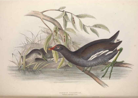 Reproducción/Reproduction 46725725382: The birds of Europe.. London,Printed by R. and J.E. Taylor, pub. by the author,1837.. 