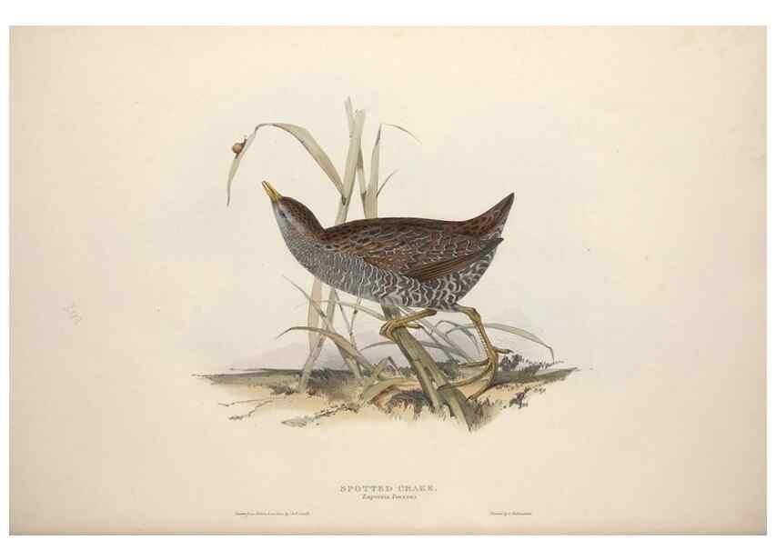 Reproducción/Reproduction 32902772608: The birds of Europe.. London,Printed by R. and J.E. Taylor, pub. by the author,1837.. 