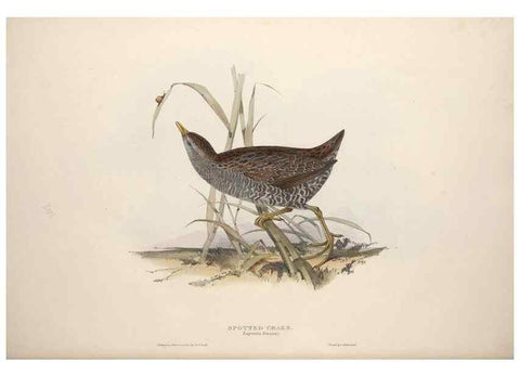 Reproducción/Reproduction 32902772608: The birds of Europe.. London,Printed by R. and J.E. Taylor, pub. by the author,1837.. 