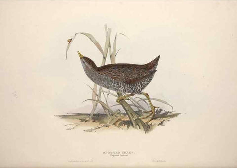 Reproducción/Reproduction 32902772608: The birds of Europe.. London,Printed by R. and J.E. Taylor, pub. by the author,1837.. 