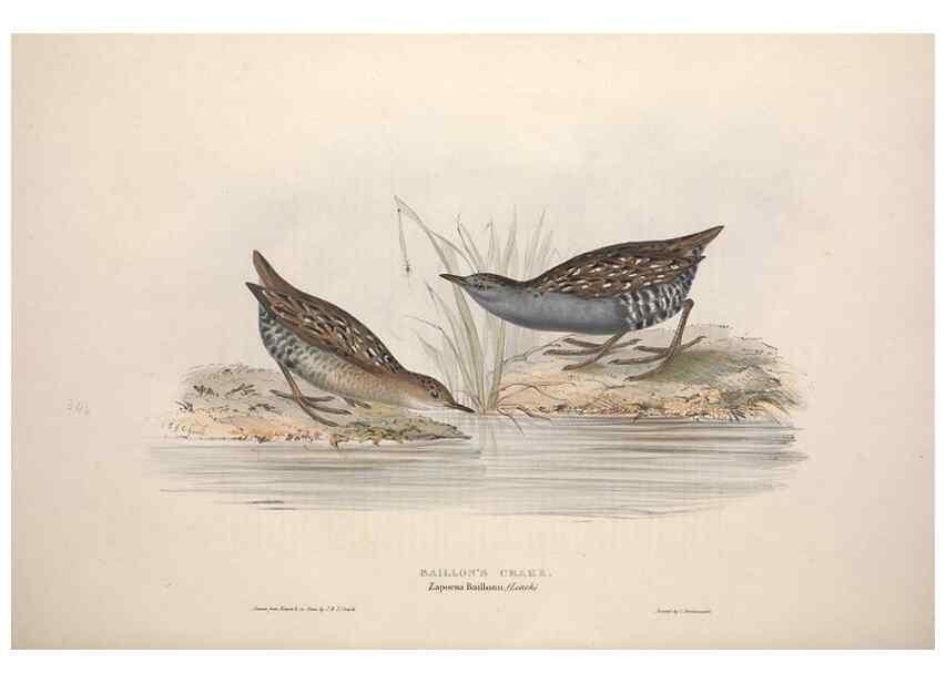 Reproducción/Reproduction 46778475941: The birds of Europe.. London,Printed by R. and J.E. Taylor, pub. by the author,1837.. 