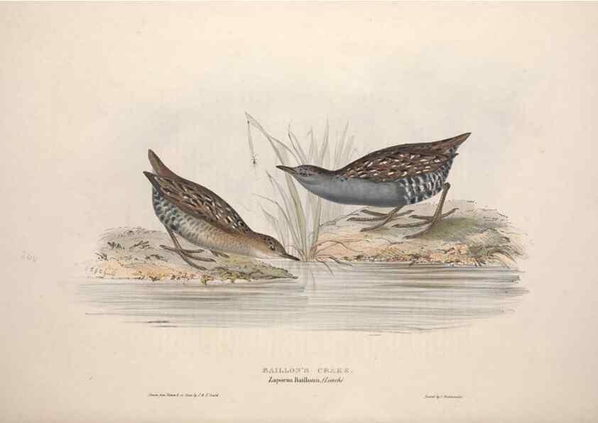 Reproducción/Reproduction 46778475941: The birds of Europe.. London,Printed by R. and J.E. Taylor, pub. by the author,1837.. 