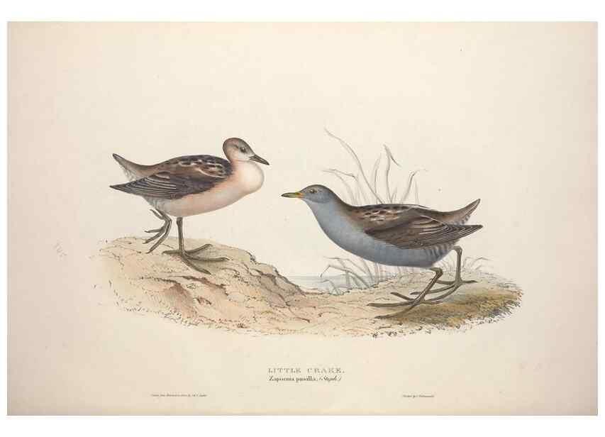 Reproducción/Reproduction 32902776238: The birds of Europe.. London,Printed by R. and J.E. Taylor, pub. by the author,1837.. 