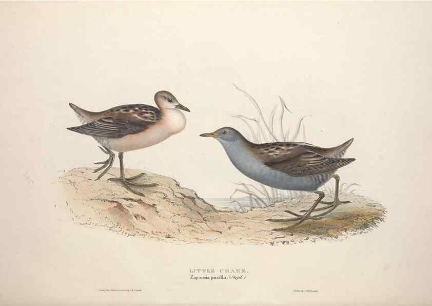 Reproducción/Reproduction 32902776238: The birds of Europe.. London,Printed by R. and J.E. Taylor, pub. by the author,1837.. 