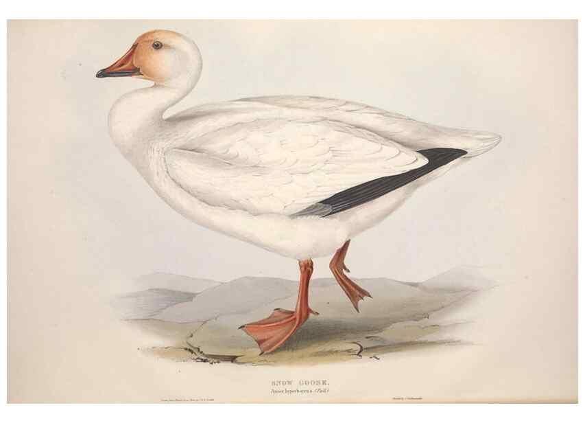 Reproducción/Reproduction 46779160041: The birds of Europe.. London,Printed by R. and J.E. Taylor, pub. by the author,1837.. 