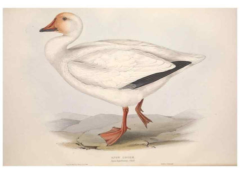 Reproducción/Reproduction 46779160041: The birds of Europe.. London,Printed by R. and J.E. Taylor, pub. by the author,1837.. 