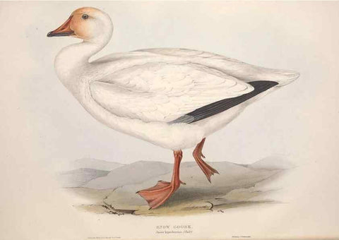 Reproducción/Reproduction 46779160041: The birds of Europe.. London,Printed by R. and J.E. Taylor, pub. by the author,1837.. 