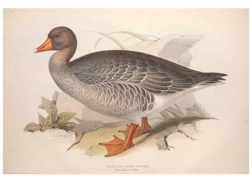 Reproducción/Reproduction 31837383517: The birds of Europe.. London,Printed by R. and J.E. Taylor, pub. by the author,1837.. 