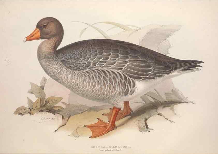 Reproducción/Reproduction 31837383517: The birds of Europe.. London,Printed by R. and J.E. Taylor, pub. by the author,1837.. 