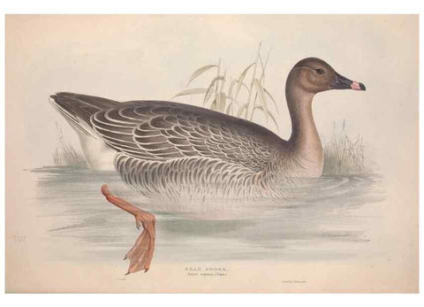 Reproducción/Reproduction 31837384967: The birds of Europe.. London,Printed by R. and J.E. Taylor, pub. by the author,1837.. 