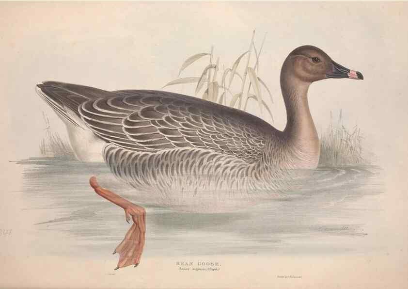 Reproducción/Reproduction 31837384967: The birds of Europe.. London,Printed by R. and J.E. Taylor, pub. by the author,1837.. 