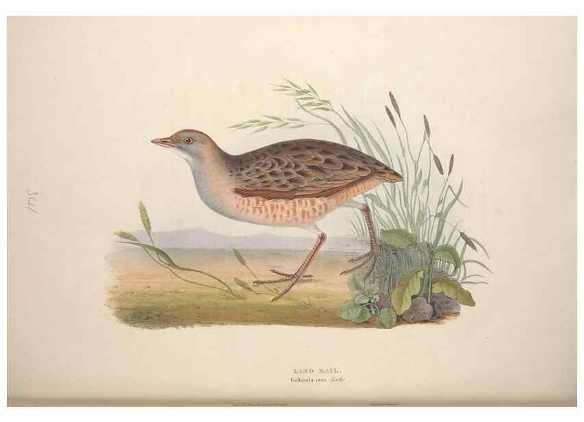 Reproducción/Reproduction 46778473201: The birds of Europe.. London,Printed by R. and J.E. Taylor, pub. by the author,1837.. 