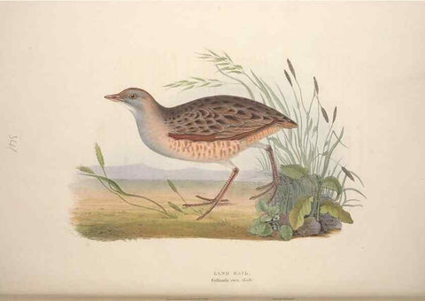 Reproducción/Reproduction 46778473201: The birds of Europe.. London,Printed by R. and J.E. Taylor, pub. by the author,1837.. 