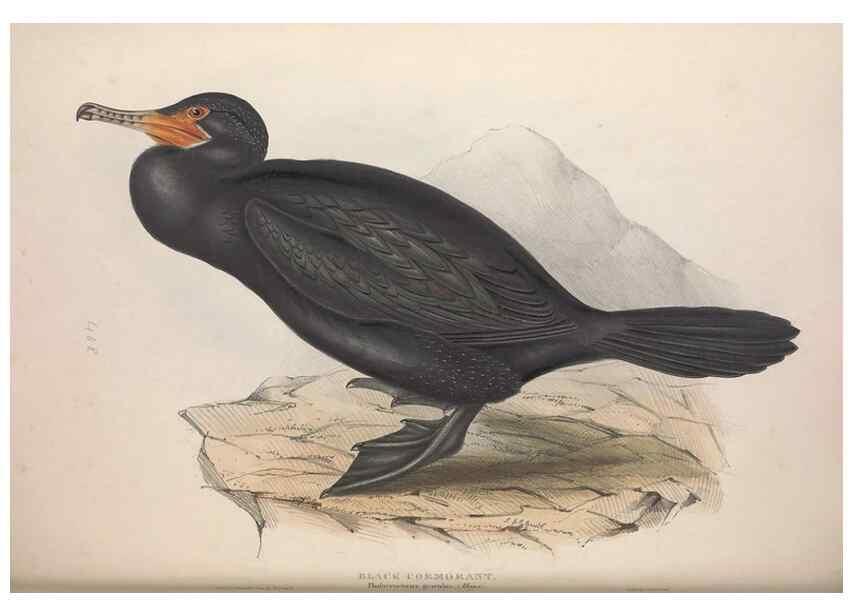 Reproducción/Reproduction 39813951623: The birds of Europe.. London,Printed by R. and J.E. Taylor, pub. by the author,1837.. 