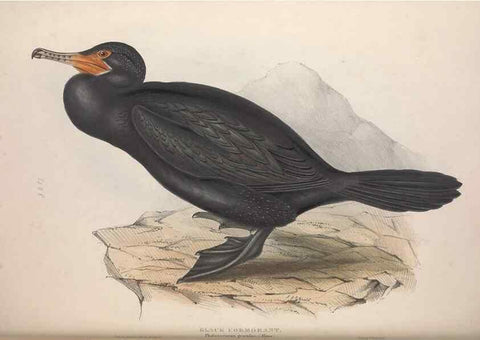 Reproducción/Reproduction 39813951623: The birds of Europe.. London,Printed by R. and J.E. Taylor, pub. by the author,1837.. 