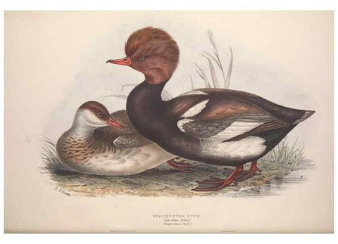 Reproducción/Reproduction 46779188091: The birds of Europe.. London,Printed by R. and J.E. Taylor, pub. by the author,1837.. 