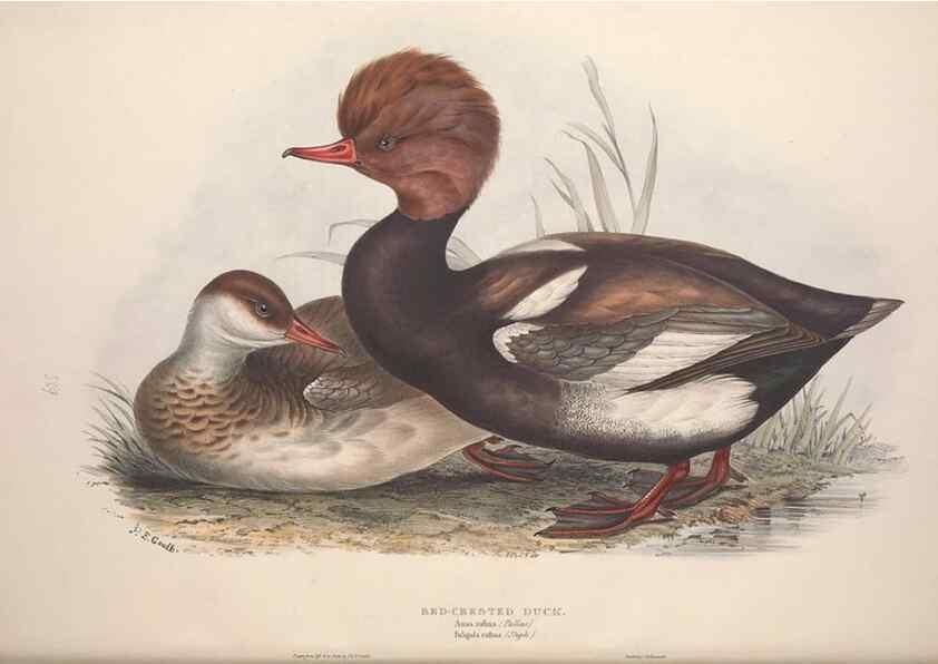 Reproducción/Reproduction 46779188091: The birds of Europe.. London,Printed by R. and J.E. Taylor, pub. by the author,1837.. 