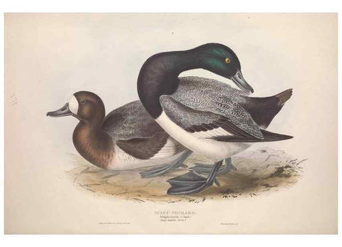 Reproducción/Reproduction 39813870753: The birds of Europe.. London,Printed by R. and J.E. Taylor, pub. by the author,1837.. 