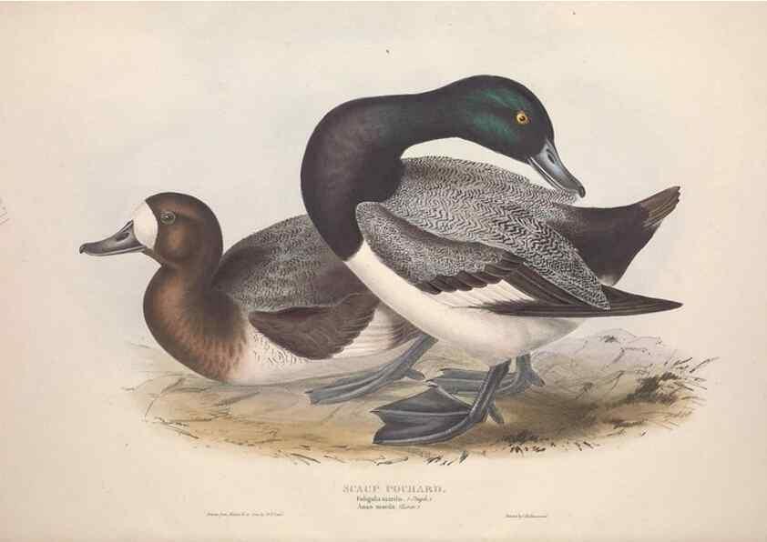 Reproducción/Reproduction 39813870753: The birds of Europe.. London,Printed by R. and J.E. Taylor, pub. by the author,1837.. 