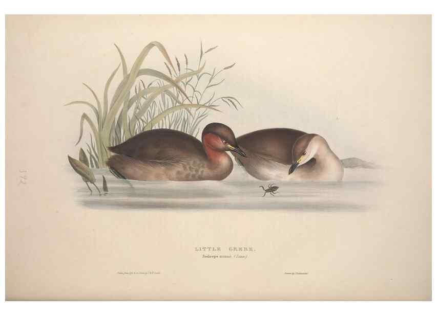 Reproducción/Reproduction 46054138724: The birds of Europe.. London,Printed by R. and J.E. Taylor, pub. by the author,1837.. 