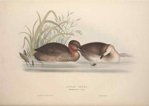 Reproducción/Reproduction 46054138724: The birds of Europe.. London,Printed by R. and J.E. Taylor, pub. by the author,1837.. 