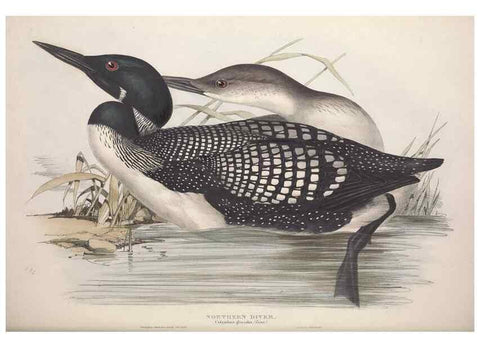Reproducción/Reproduction 45864126525: The birds of Europe.. London,Printed by R. and J.E. Taylor, pub. by the author,1837.. 