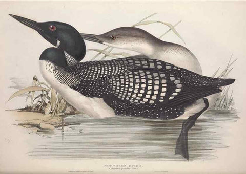 Reproducción/Reproduction 45864126525: The birds of Europe.. London,Printed by R. and J.E. Taylor, pub. by the author,1837.. 