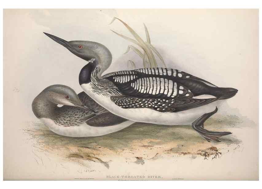 Reproducción/Reproduction 46726511212: The birds of Europe.. London,Printed by R. and J.E. Taylor, pub. by the author,1837.. 