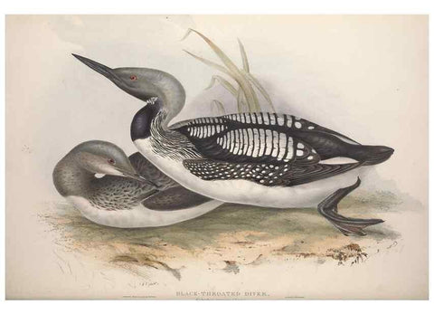 Reproducción/Reproduction 46726511212: The birds of Europe.. London,Printed by R. and J.E. Taylor, pub. by the author,1837.. 