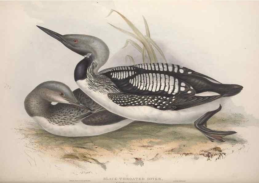 Reproducción/Reproduction 46726511212: The birds of Europe.. London,Printed by R. and J.E. Taylor, pub. by the author,1837.. 
