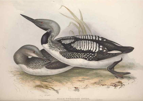Reproducción/Reproduction 46726511212: The birds of Europe.. London,Printed by R. and J.E. Taylor, pub. by the author,1837.. 