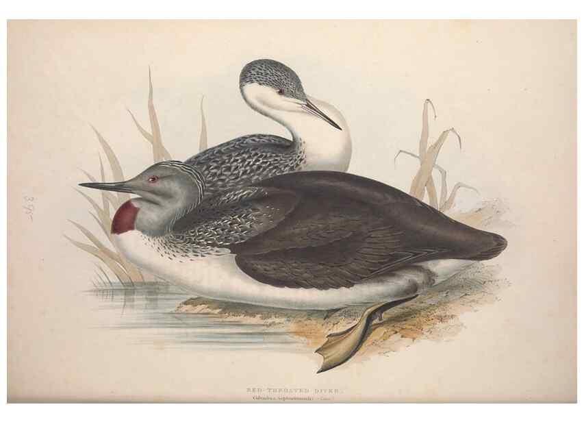 Reproducción/Reproduction 46726512262: The birds of Europe.. London,Printed by R. and J.E. Taylor, pub. by the author,1837.. 