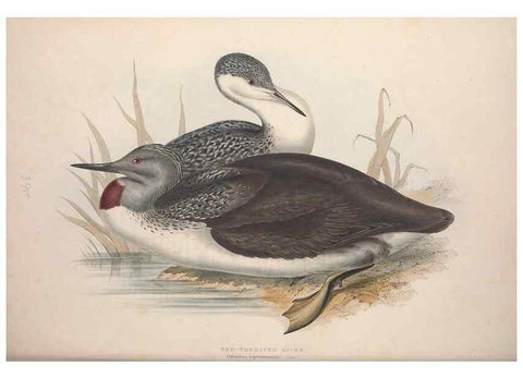 Reproducción/Reproduction 46726512262: The birds of Europe.. London,Printed by R. and J.E. Taylor, pub. by the author,1837.. 