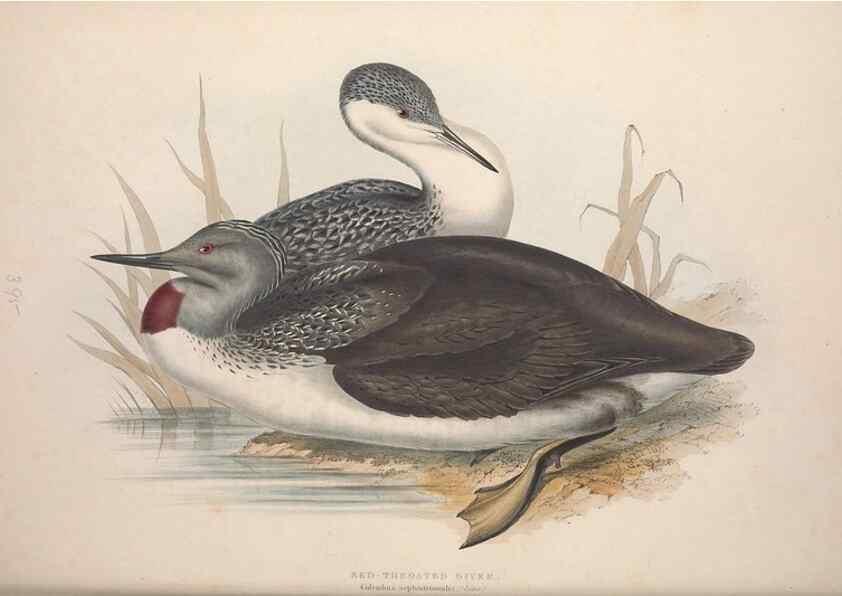 Reproducción/Reproduction 46726512262: The birds of Europe.. London,Printed by R. and J.E. Taylor, pub. by the author,1837.. 