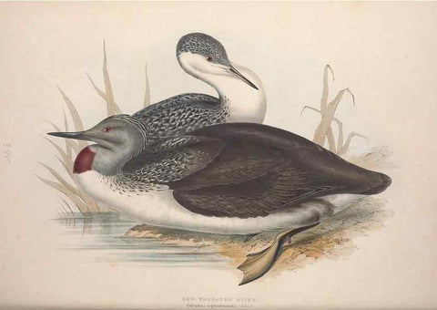 Reproducción/Reproduction 46726512262: The birds of Europe.. London,Printed by R. and J.E. Taylor, pub. by the author,1837.. 