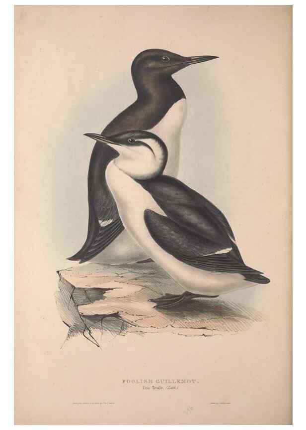 Reproducción/Reproduction 46779240711: The birds of Europe.. London,Printed by R. and J.E. Taylor, pub. by the author,1837.. 