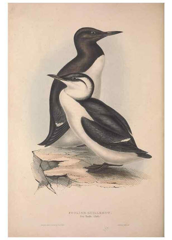 Reproducción/Reproduction 46779240711: The birds of Europe.. London,Printed by R. and J.E. Taylor, pub. by the author,1837.. 