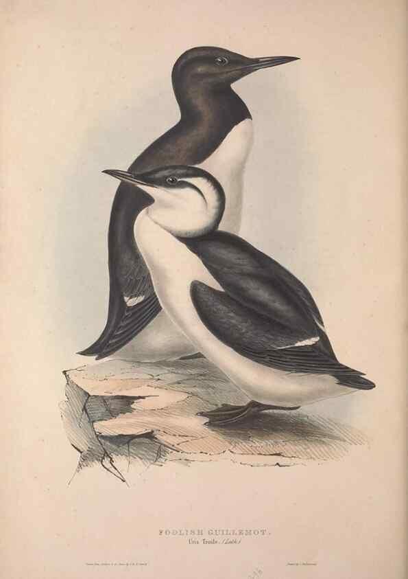 Reproducción/Reproduction 46779240711: The birds of Europe.. London,Printed by R. and J.E. Taylor, pub. by the author,1837.. 