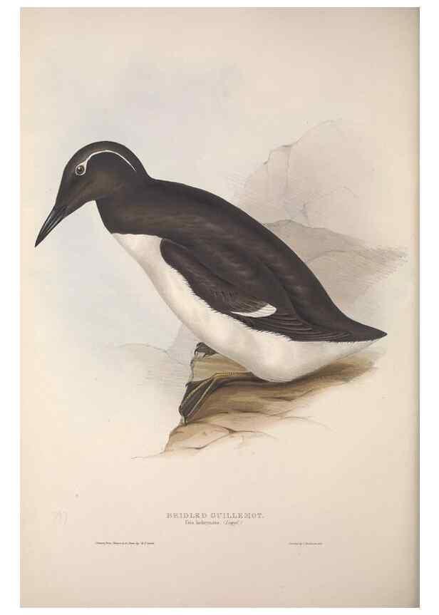 Reproducción/Reproduction 31837434927: The birds of Europe.. London,Printed by R. and J.E. Taylor, pub. by the author,1837.. 