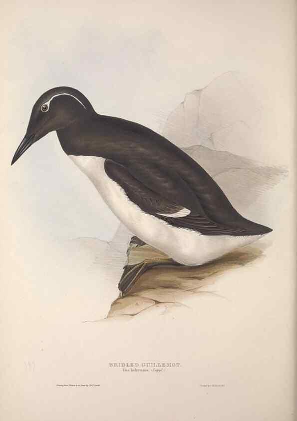 Reproducción/Reproduction 31837434927: The birds of Europe.. London,Printed by R. and J.E. Taylor, pub. by the author,1837.. 