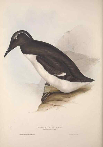 Reproducción/Reproduction 31837434927: The birds of Europe.. London,Printed by R. and J.E. Taylor, pub. by the author,1837.. 