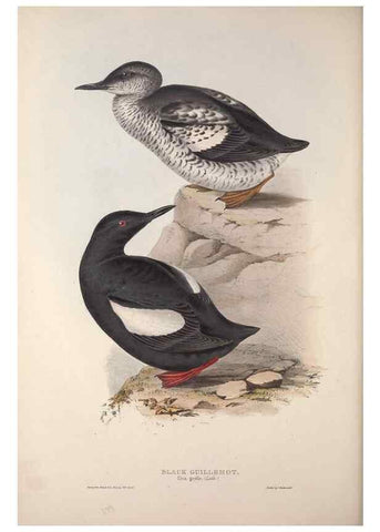 Reproducción/Reproduction 46054164604: The birds of Europe.. London,Printed by R. and J.E. Taylor, pub. by the author,1837.. 