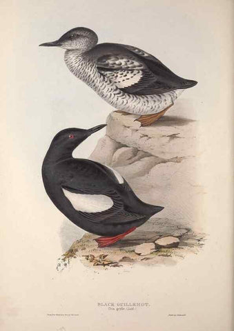 Reproducción/Reproduction 46054164604: The birds of Europe.. London,Printed by R. and J.E. Taylor, pub. by the author,1837.. 