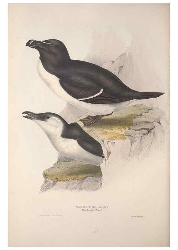 Reproducción/Reproduction 46779243141: The birds of Europe.. London,Printed by R. and J.E. Taylor, pub. by the author,1837.. 