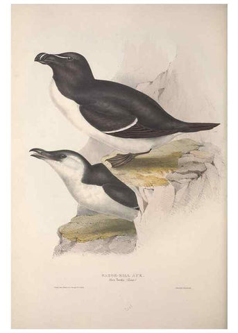 Reproducción/Reproduction 46779243141: The birds of Europe.. London,Printed by R. and J.E. Taylor, pub. by the author,1837.. 