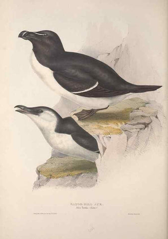 Reproducción/Reproduction 46779243141: The birds of Europe.. London,Printed by R. and J.E. Taylor, pub. by the author,1837.. 